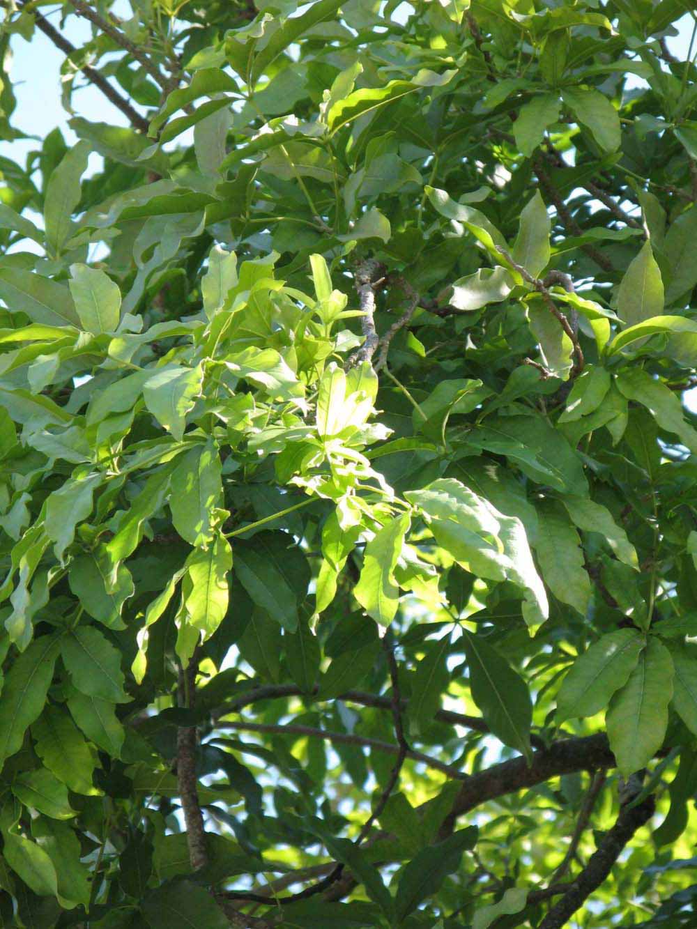              Sun leaves (Winter Haven, FL)       